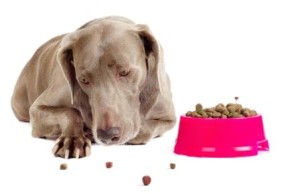 הפרעות אכילה אצל כלבים