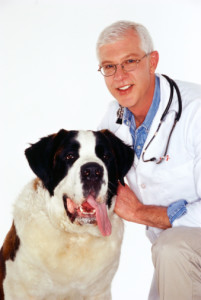 בליעת עצם זר או התפרצות של מחלה - סיבות אפשריות לשיעול כלבים