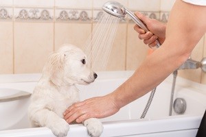 מקלחת לכלב